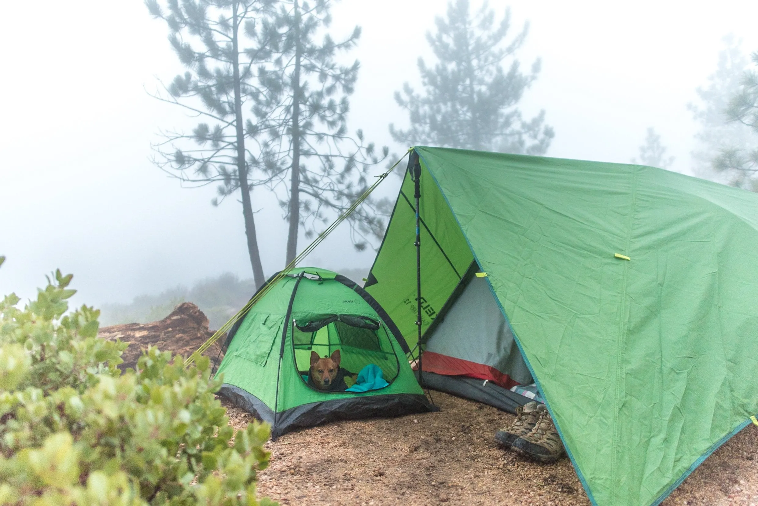 Alcott Explorer Pup Tent